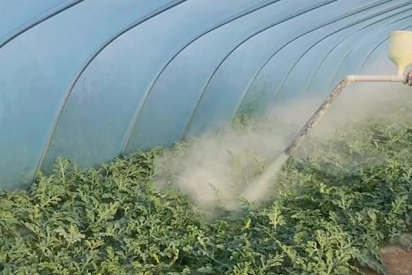 棉铃虫何时防治，集中在5月份