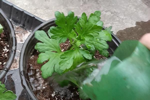 荷兰菊春季如何养护，把温度保持在20℃左右