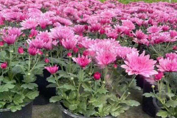 荷兰菊春季如何养护，把温度保持在20℃左右