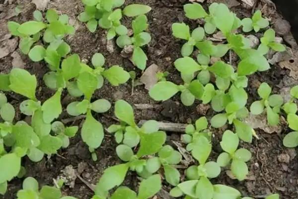 荷兰菊春季如何养护，把温度保持在20℃左右