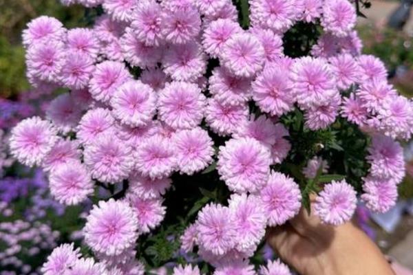 荷兰菊春季如何养护，把温度保持在20℃左右