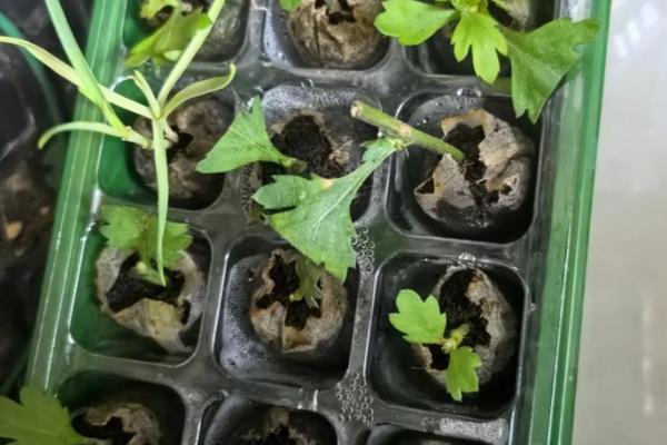 荷兰菊春季如何养护，把温度保持在20℃左右