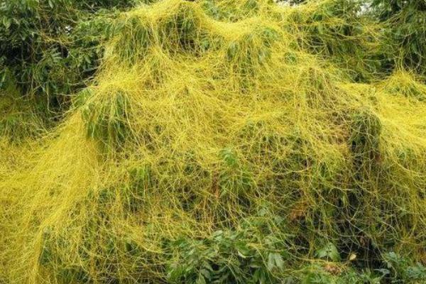 菟丝子的市场价格，30元至40元左右一斤