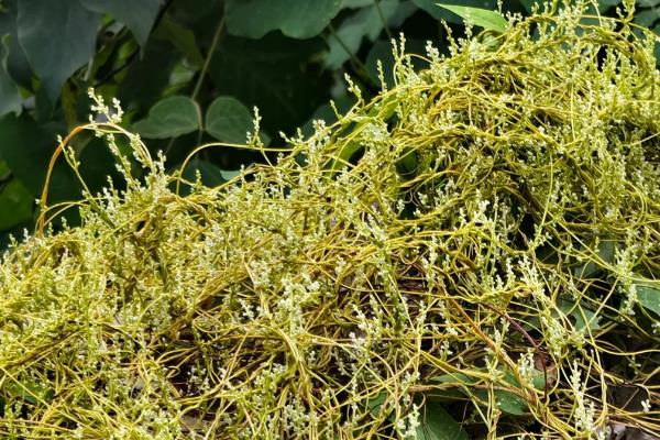 菟丝子的市场价格，30元至40元左右一斤