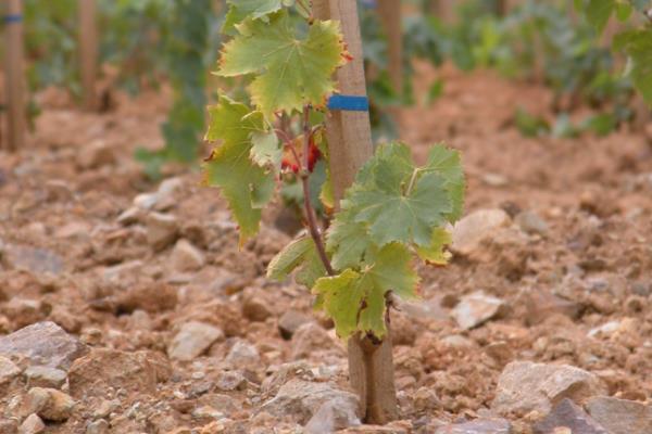 冰葡萄怎么种植,果实膨大期要追施腐熟的农家肥