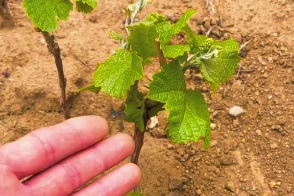 冰葡萄怎么种植,果实膨大期要追施腐熟的农家肥