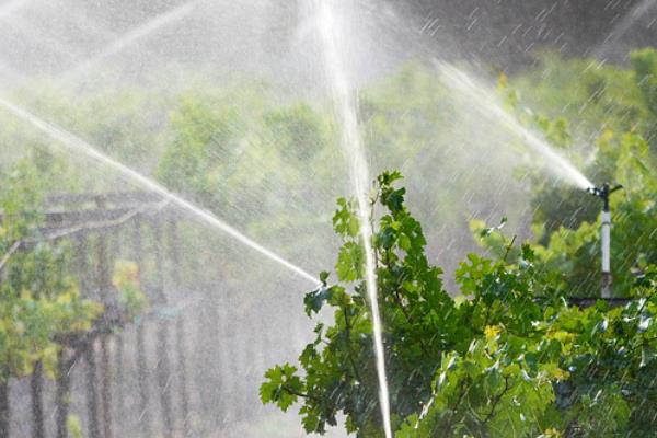 冰葡萄怎么种植,果实膨大期要追施腐熟的农家肥