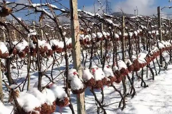 冰葡萄怎么种植,果实膨大期要追施腐熟的农家肥