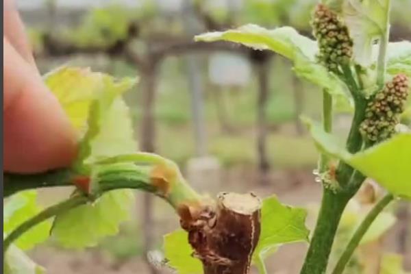 冰葡萄怎么种植,果实膨大期要追施腐熟的农家肥