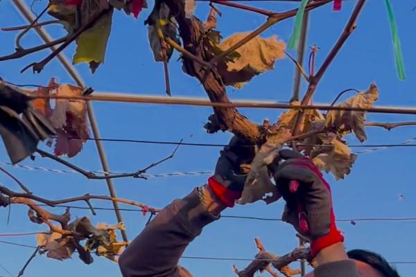 冰葡萄怎么种植,果实膨大期要追施腐熟的农家肥