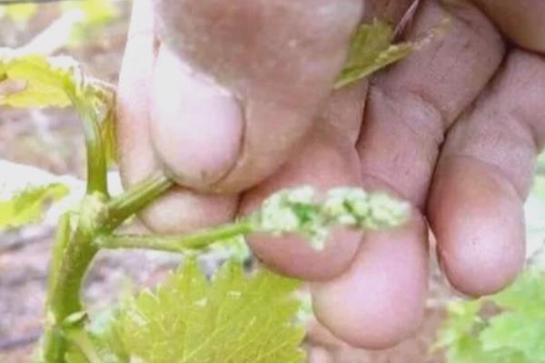 冰葡萄怎么种植,果实膨大期要追施腐熟的农家肥