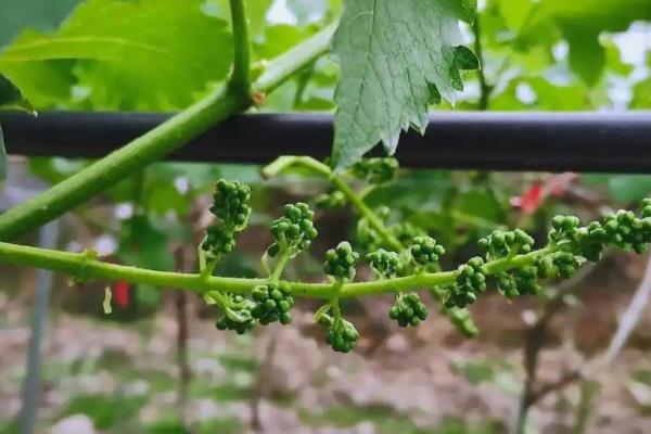 冰葡萄怎么种植,果实膨大期要追施腐熟的农家肥