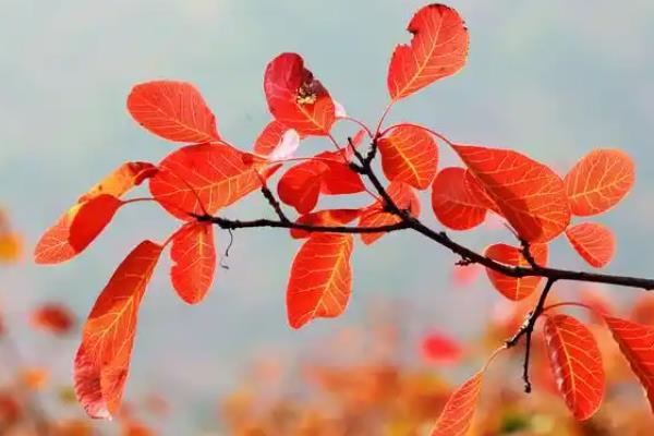 香山叶子红的时间，在9月份开始变红