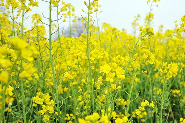 油菜和上海青有什么区别，外观、作用、种植时间都不同