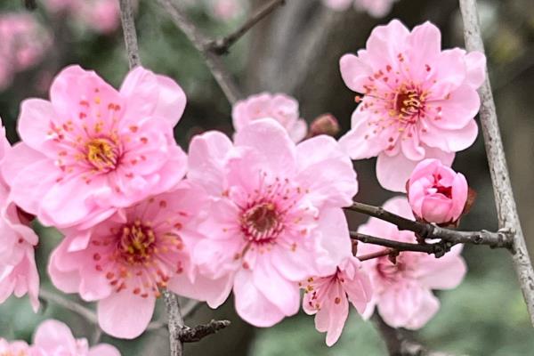 美人梅与梅花有什么区别，美人梅是梅花里面的一个品种