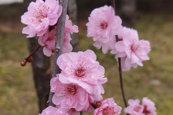 美人梅与梅花有什么区别，美人梅是梅花里面的一个品种