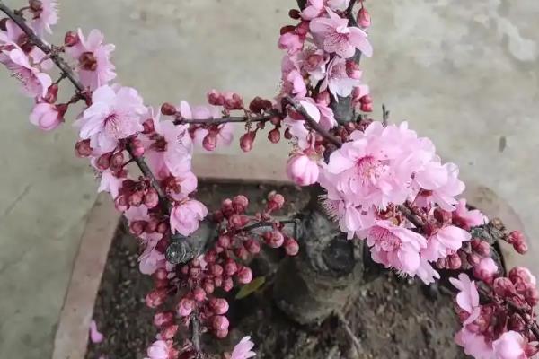 美人梅与梅花有什么区别，美人梅是梅花里面的一个品种