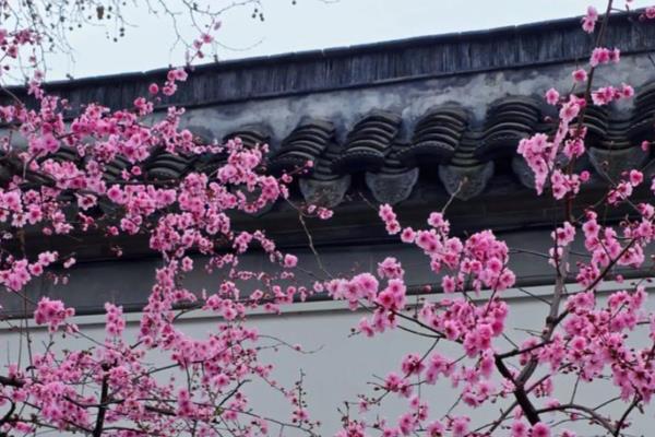 美人梅与梅花有什么区别，美人梅是梅花里面的一个品种