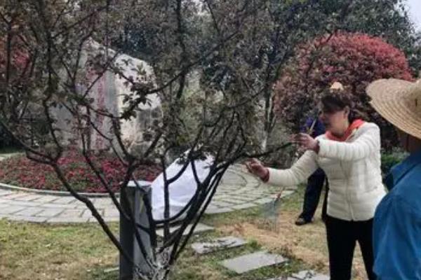 美人梅与梅花有什么区别，美人梅是梅花里面的一个品种