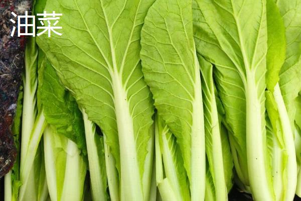 油菜和上海青有什么区别，外观、作用、种植时间都不同