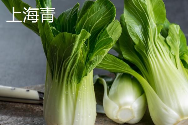 油菜和上海青有什么区别，外观、作用、种植时间都不同