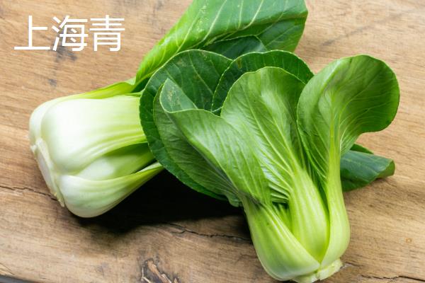 油菜和上海青有什么区别，外观、作用、种植时间都不同