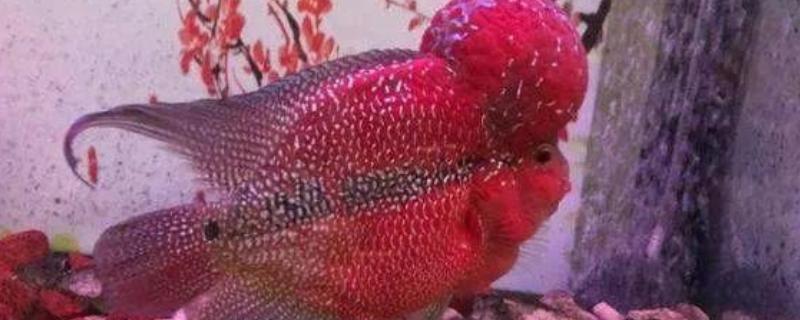 台湾达摩金花罗汉鱼好不好养，饲养难度并不大