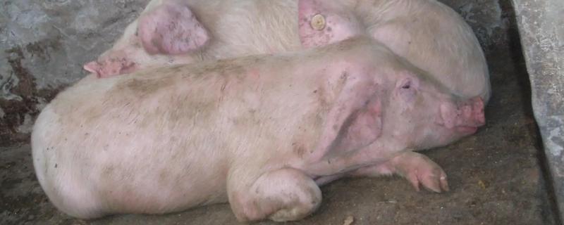 中央举报非洲猪瘟电话，情况紧急可直接拨打110