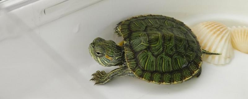 饲养乌龟的水位，根据品种做调整