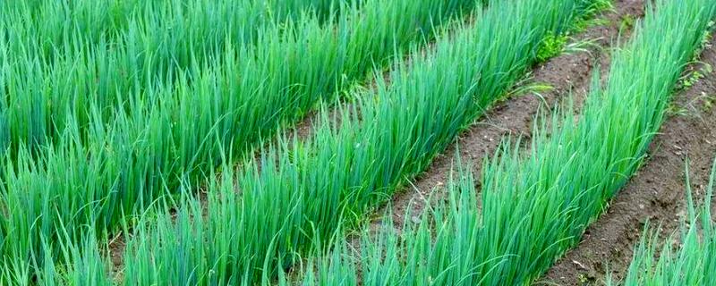 小葱刚栽上能浇水吗，刚栽上可以浇水