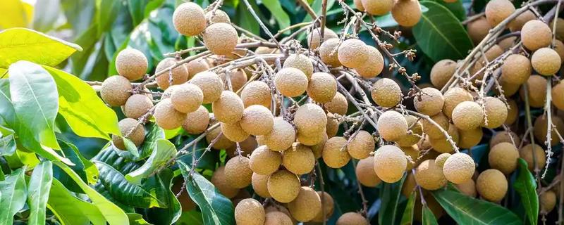 我国有什么好吃的龙眼，蕉城晚熟龙眼、长乐青山龙眼等品种口感好