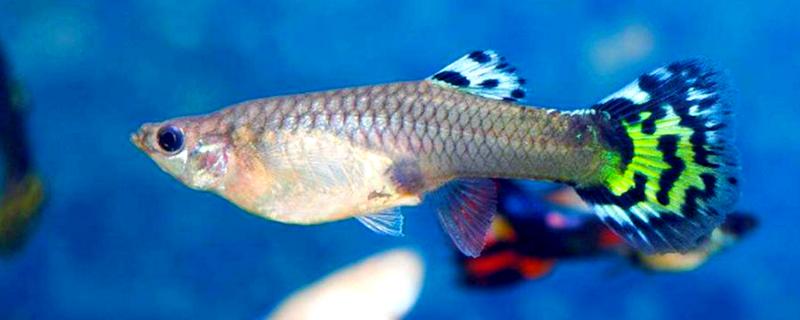 孔雀鱼为何颜色越来越浅，常见水温不适、水质恶化等原因