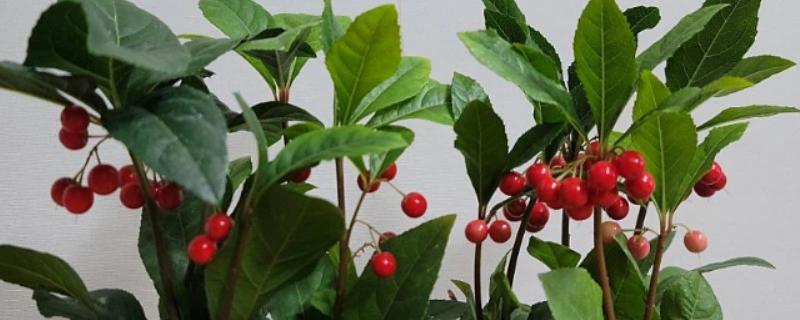 朱砂根如何修剪，不同生长阶段的修剪方式不同