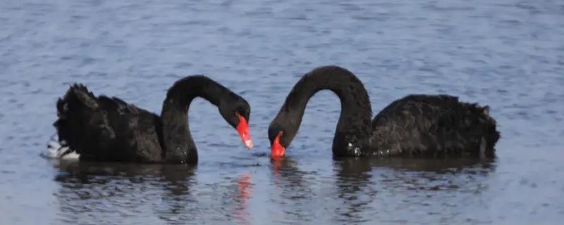 黑天鹅会不会飞，具有飞行能力