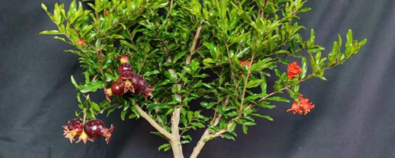 石榴盆栽的养殖方法，每隔15天施加一次液肥