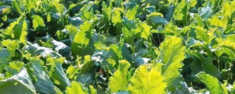 甜菜不出苗的原因，可能是化肥施用量连年增多所致