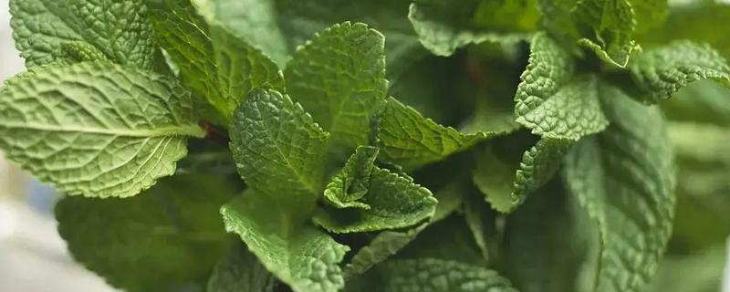 蚊子害怕的植物，薄荷、艾草等植物的气味具有驱蚊效果