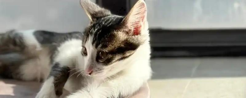 猫咪皮肤痒的原因，可能是真菌感染性皮肤病、皮肤过敏等因素所致