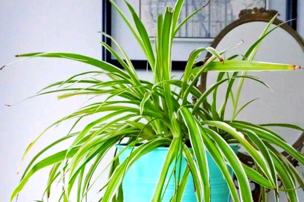 吊兰能不能养在卧室中，在卧室里养殖可以装饰环境、净化空气