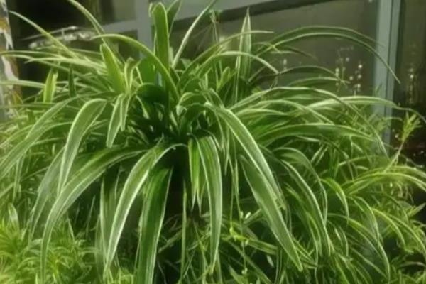 吊兰能不能养在卧室中，在卧室里养殖可以装饰环境、净化空气