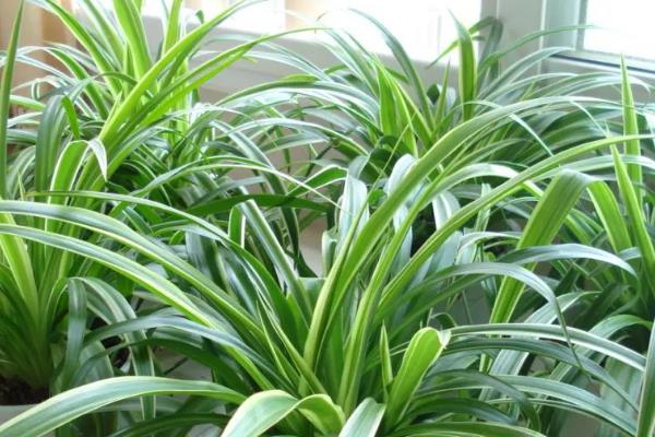 吊兰能不能养在卧室中，在卧室里养殖可以装饰环境、净化空气