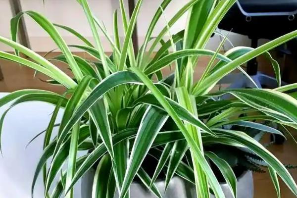 吊兰能不能养在卧室中，在卧室里养殖可以装饰环境、净化空气