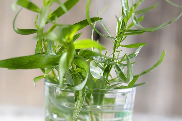 吊兰能不能养在卧室中，在卧室里养殖可以装饰环境、净化空气