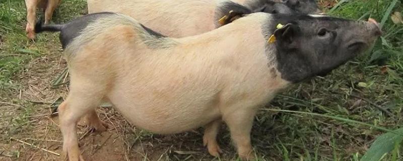 巴马香猪和藏香猪哪个好，巴马香猪要好一些