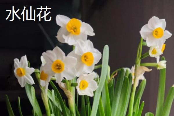 水仙花与兰花的区别，科属和花期均不同