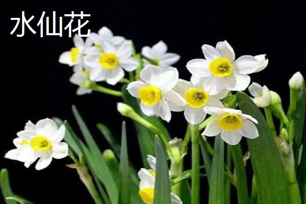 水仙花与兰花的区别，科属和花期均不同