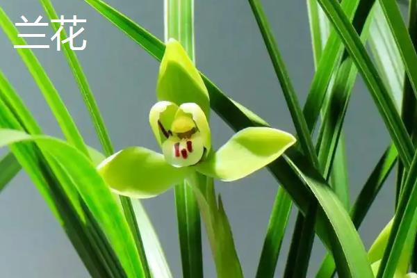 水仙花与兰花的区别，科属和花期均不同