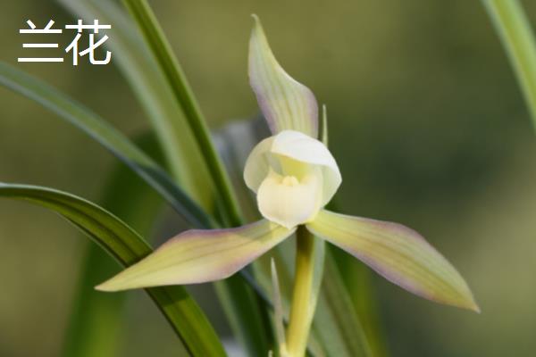 水仙花与兰花的区别，科属和花期均不同
