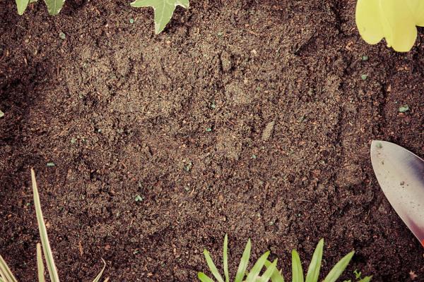 水仙花与兰花的区别，科属和花期均不同