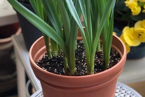 水仙花与兰花的区别，科属和花期均不同